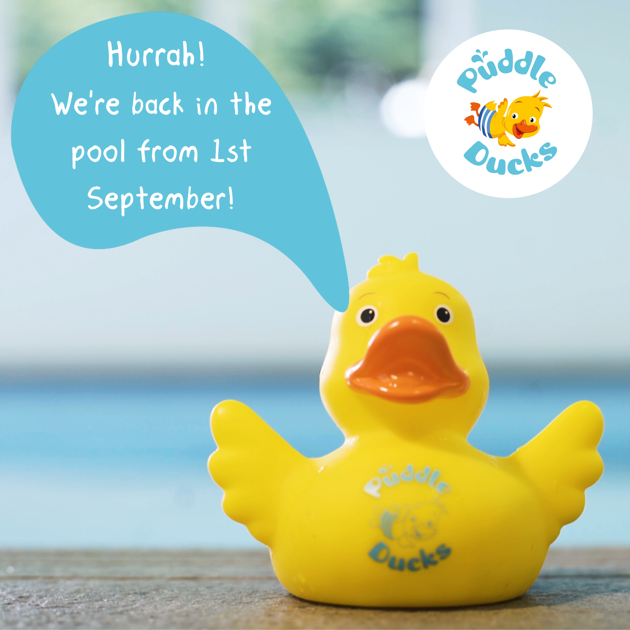 We're Getting Back In The Pool!